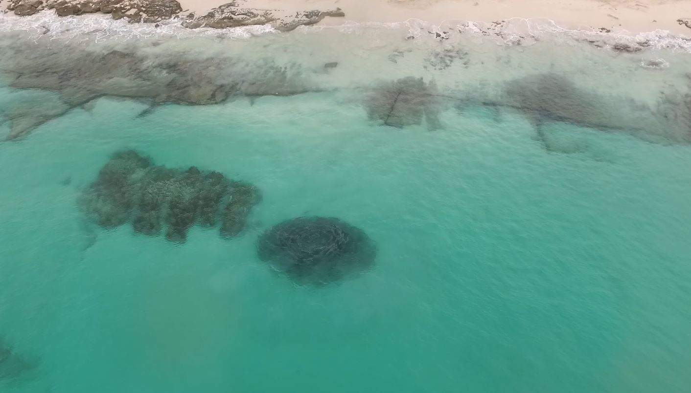 New cannery hopes to bring canned Australian salmon to dinner tables of