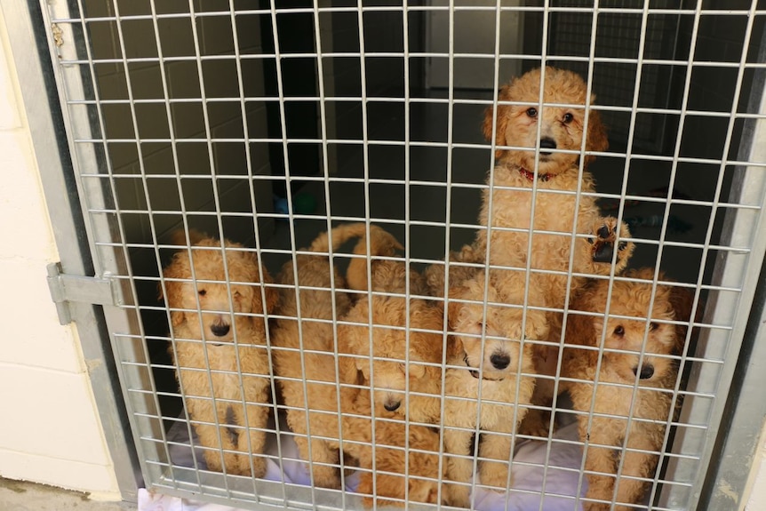 Six puppy labradoodles in a cage 