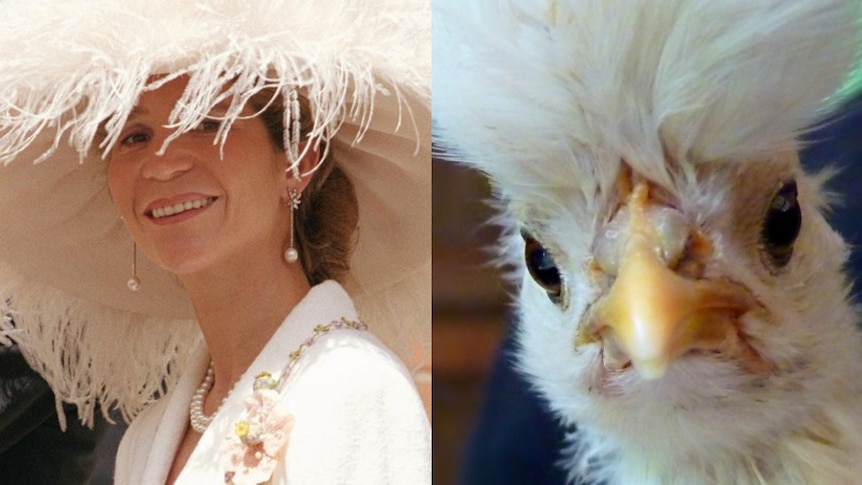 A wedding hat and a chicken
