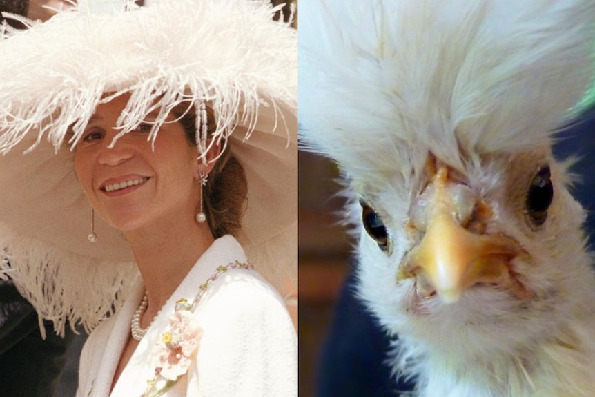 A wedding hat and a chicken