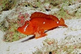 A frilly red fish rests on the ocean floor.
