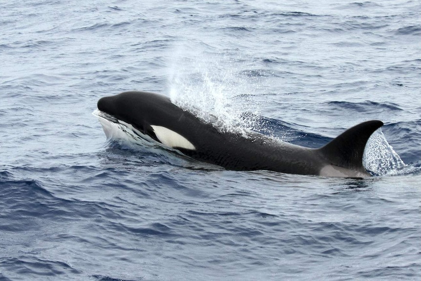 A small black and white killer whale sprays water out its spout as it pokes its head out of the ocean.