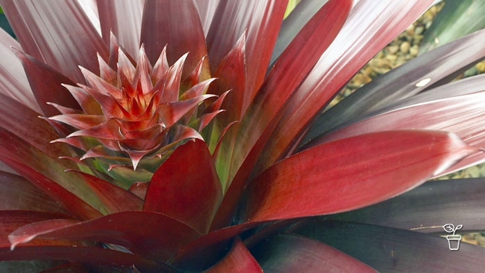 Close image of red bromeliad plant with flower rosette in centre
