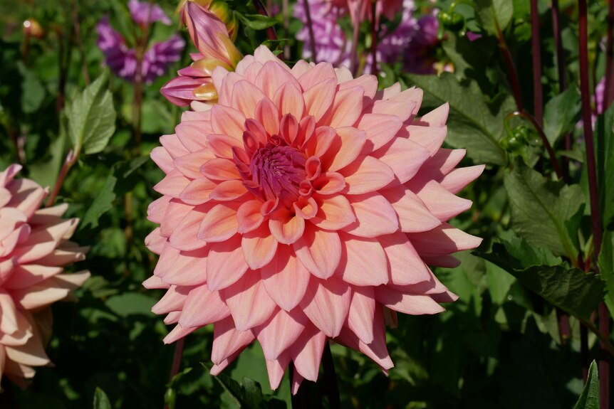 A Dahlia flower, with hundreds of layered petals. It's peach in color and slowly fades to a deep pink in the center.