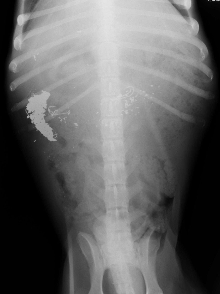 The Staffordshire Bull Terrier was found to have ingested fish hooks and small pieces of metal.