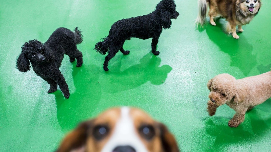 Four small dogs stand in a group while a Beagle jumps at the camera.