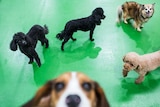 Four small dogs stand in a group while a Beagle jumps at the camera.