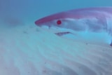 The image of a great white shark taken from underwater