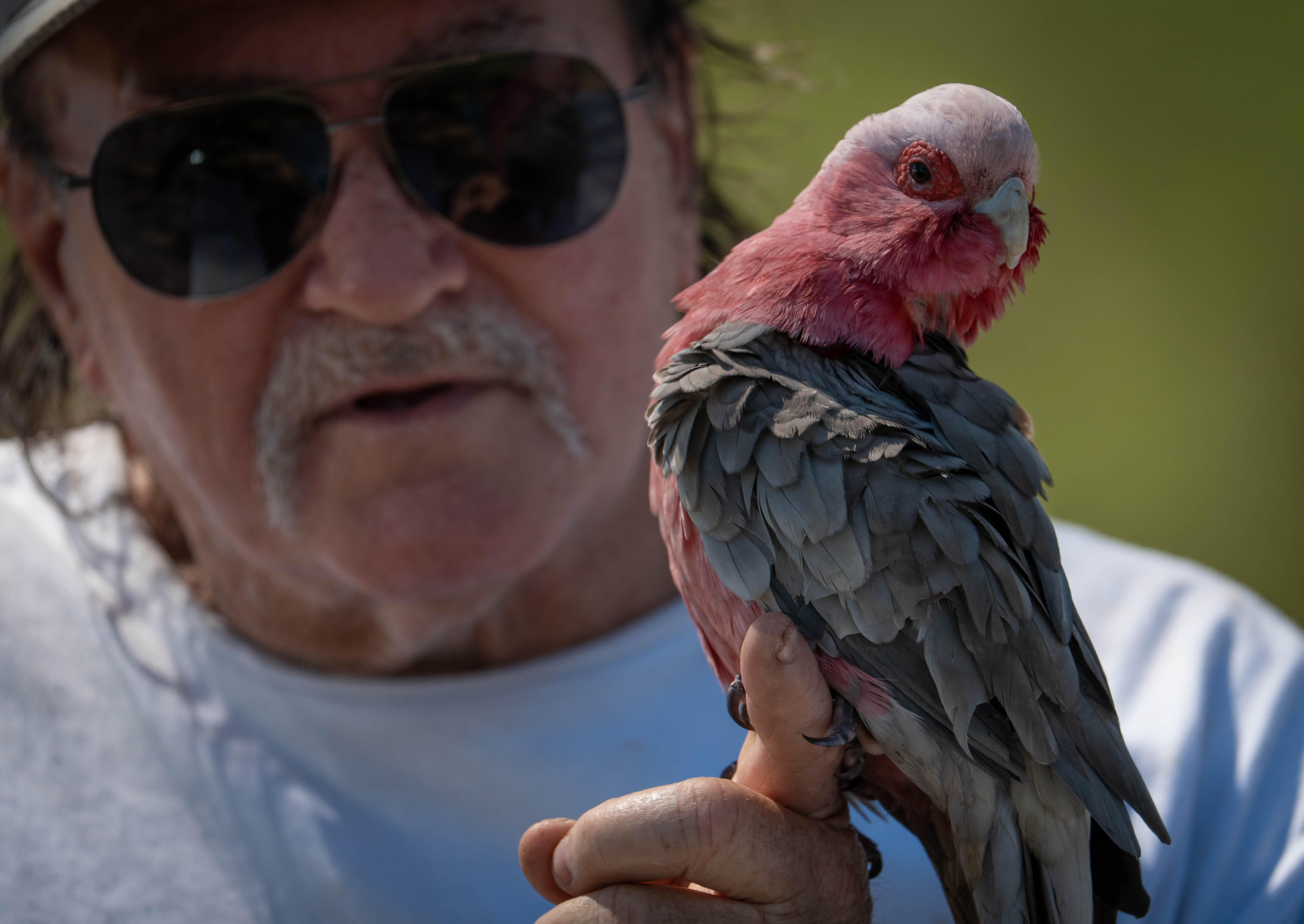 Experts warn H5N1 bird flu spread to the Northern Territory 'inevitable'