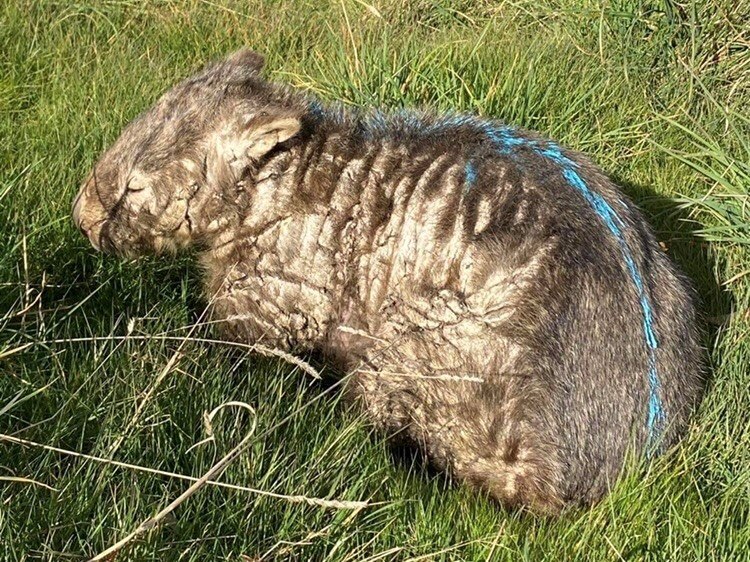A wombat with large scabs and a line of blue mange treatment down its back.