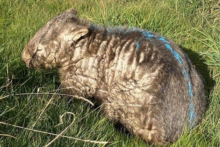 A wombat with large scabs and a line of blue mange treatment down its back.
