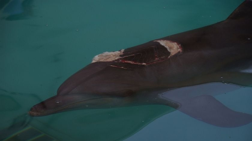 Nari is now recovering in a quarantine pool at Sea World.