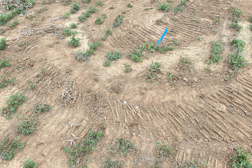 Vehicle track marks in dirt with small blue flag in middle.