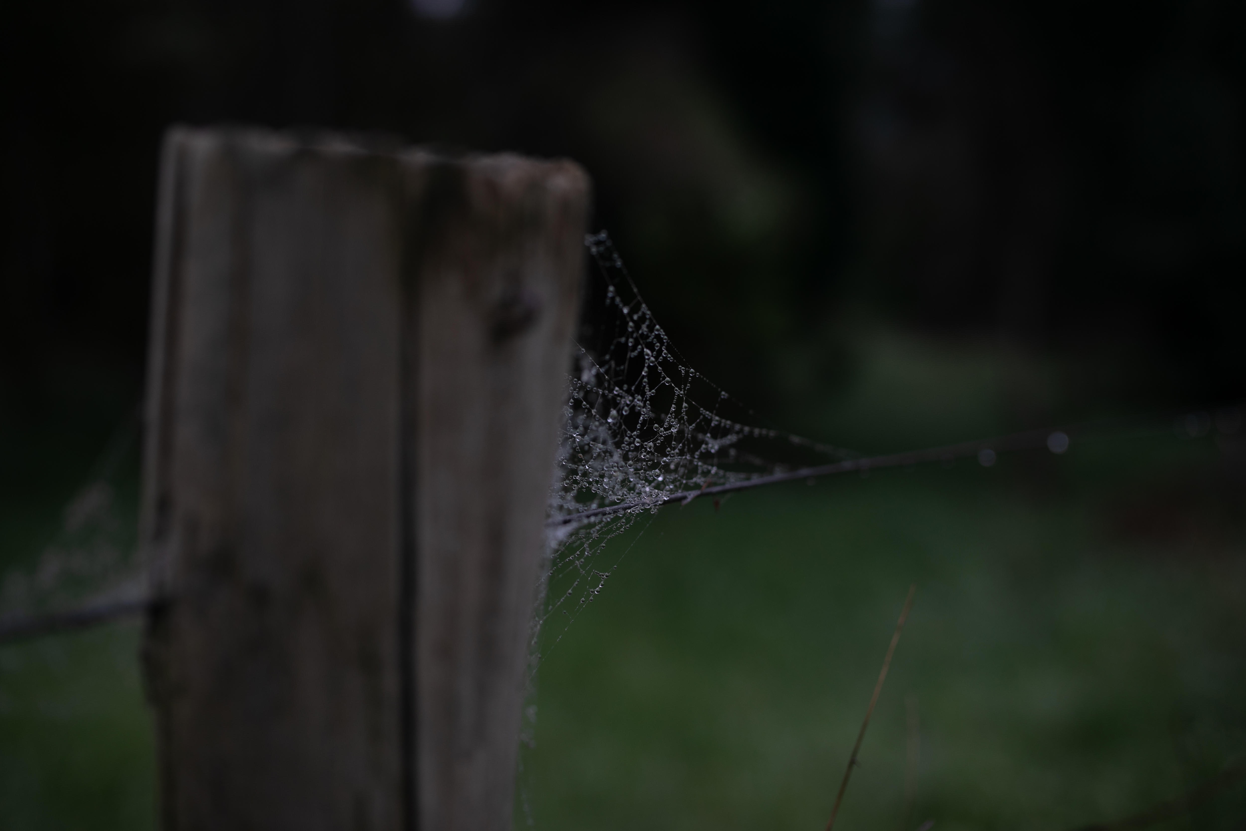 Dew on a spider's web hanging on a fence, on a grey morning