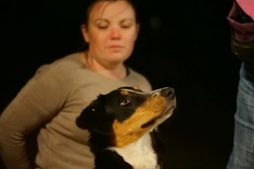 Bronson the dog in the foreground with his attention on the trainer, his owner is standing behind, slightly out of focus.