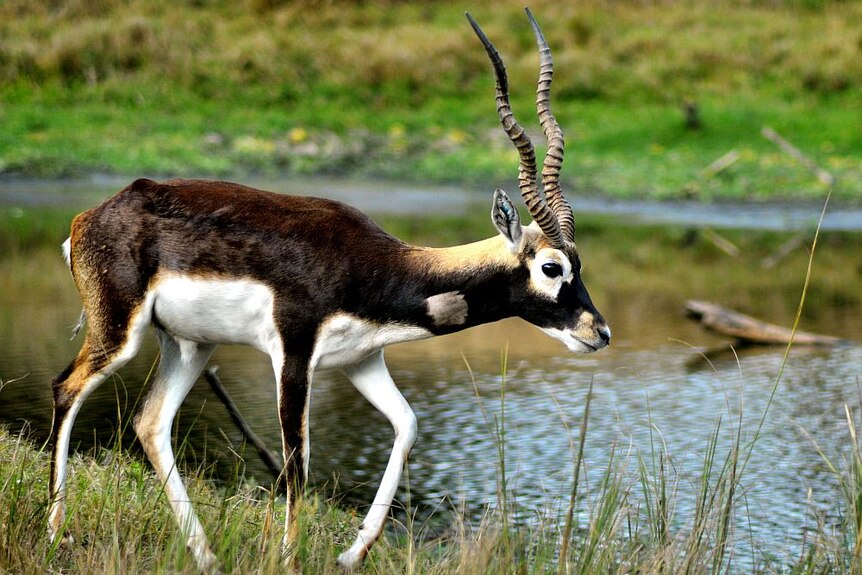 A blackbuck, or Indian antelope, walks on grass towards water.