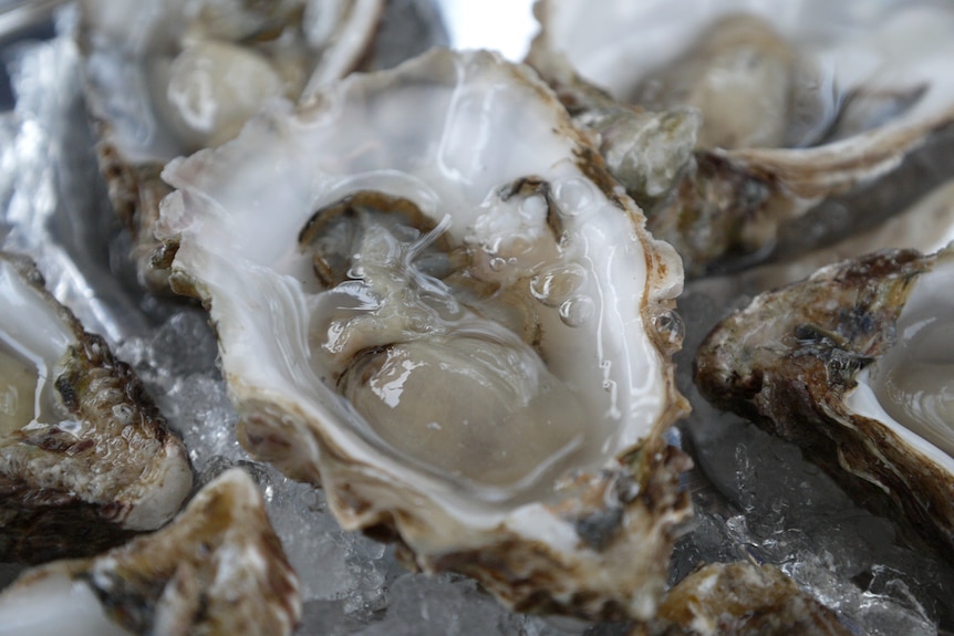 The public is being assured that the oysters currently for sale in the state are safe to eat.
