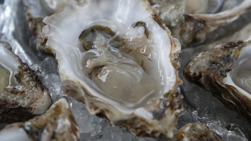 Fresh oysters.