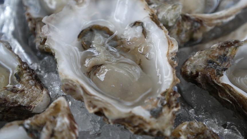 The public is being assured that the oysters currently for sale in the state are safe to eat.