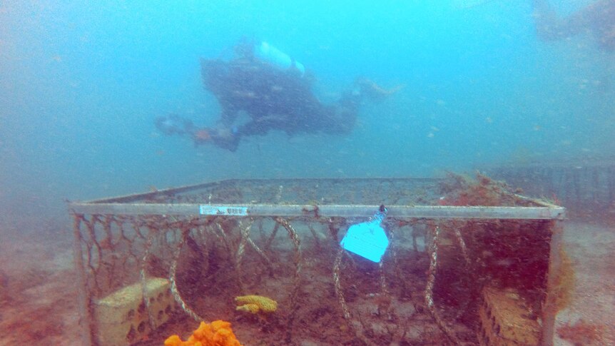 A large cage made of metal and ropes is under water with a diver swimming above
