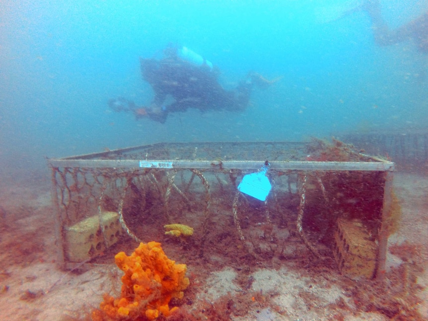 A large cage made of metal and ropes is under water with a diver swimming above