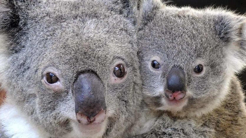 A close-up of a the faces of a mother and baby koala.