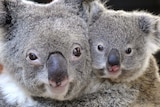 A close-up of a the faces of a mother and baby koala.