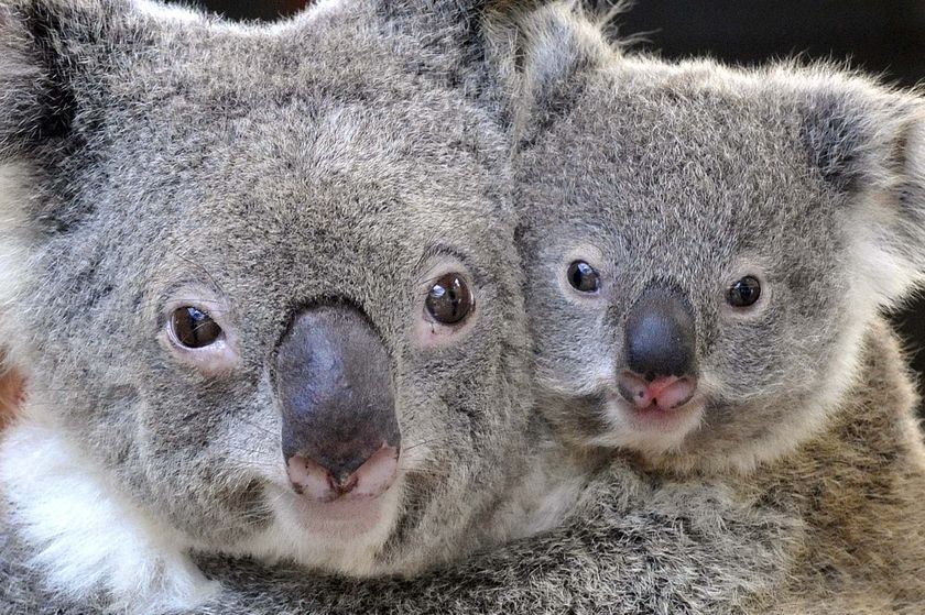 A close-up of a the faces of a mother and baby koala.