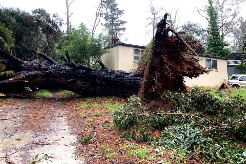 A large tree across a driveway in wet weather.