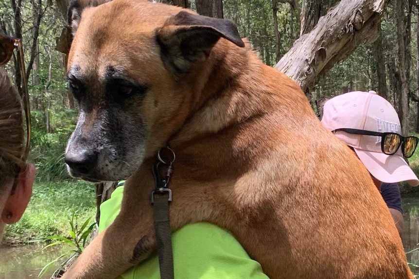 A man carries a large dog over his shoulder and out of bushland.