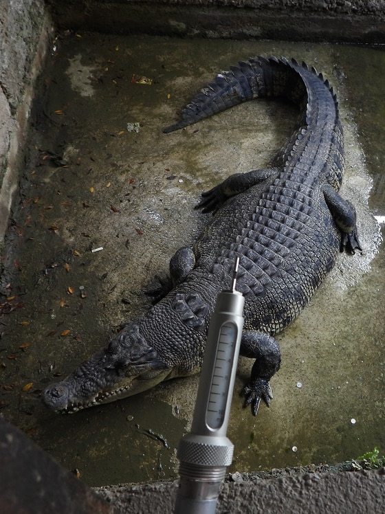 A crocodile and a syringe