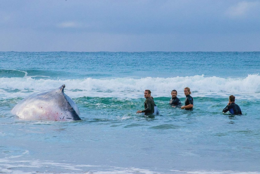 A whale surrounded by people.