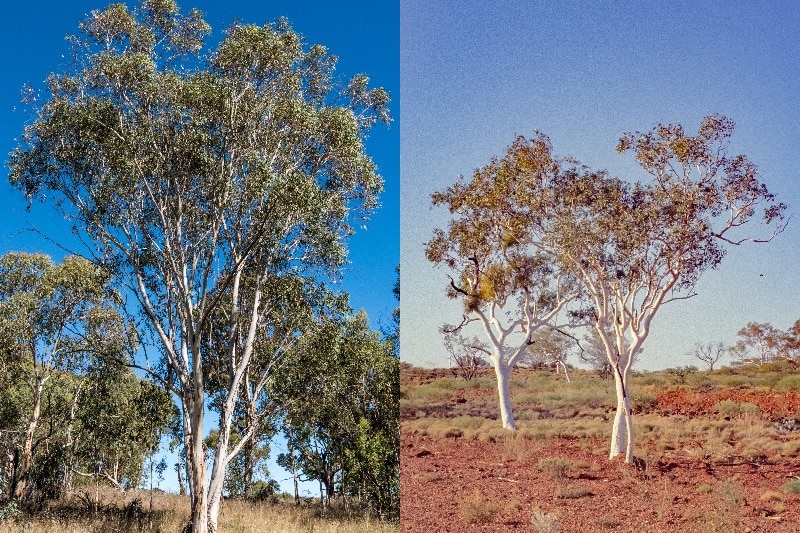 Composite image: sparse gum tree on left, tall gum tree with white bark on right.