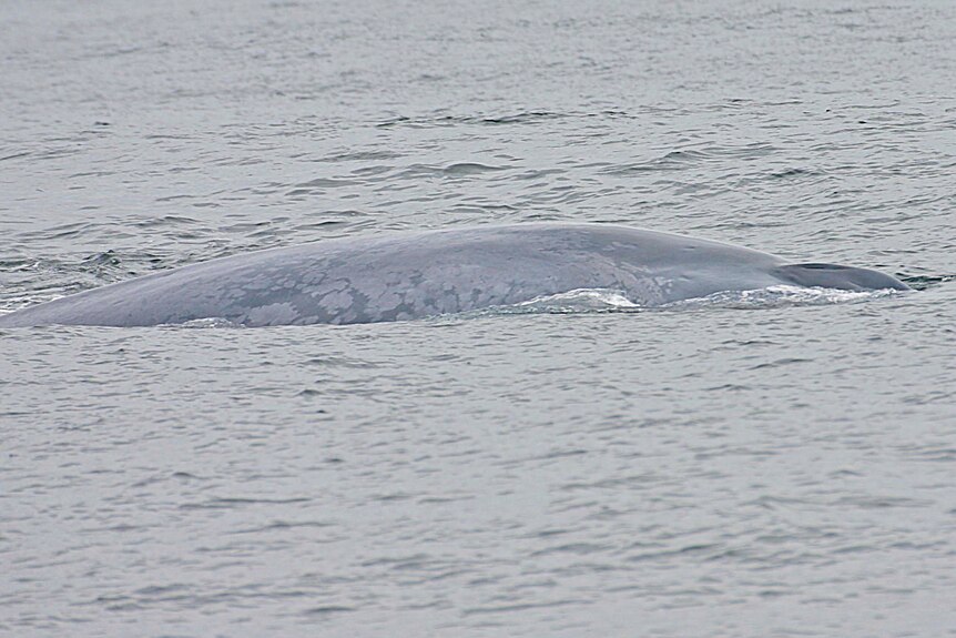 A whale breaching the ocean's surface.