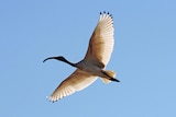 An Australian white ibis in flight