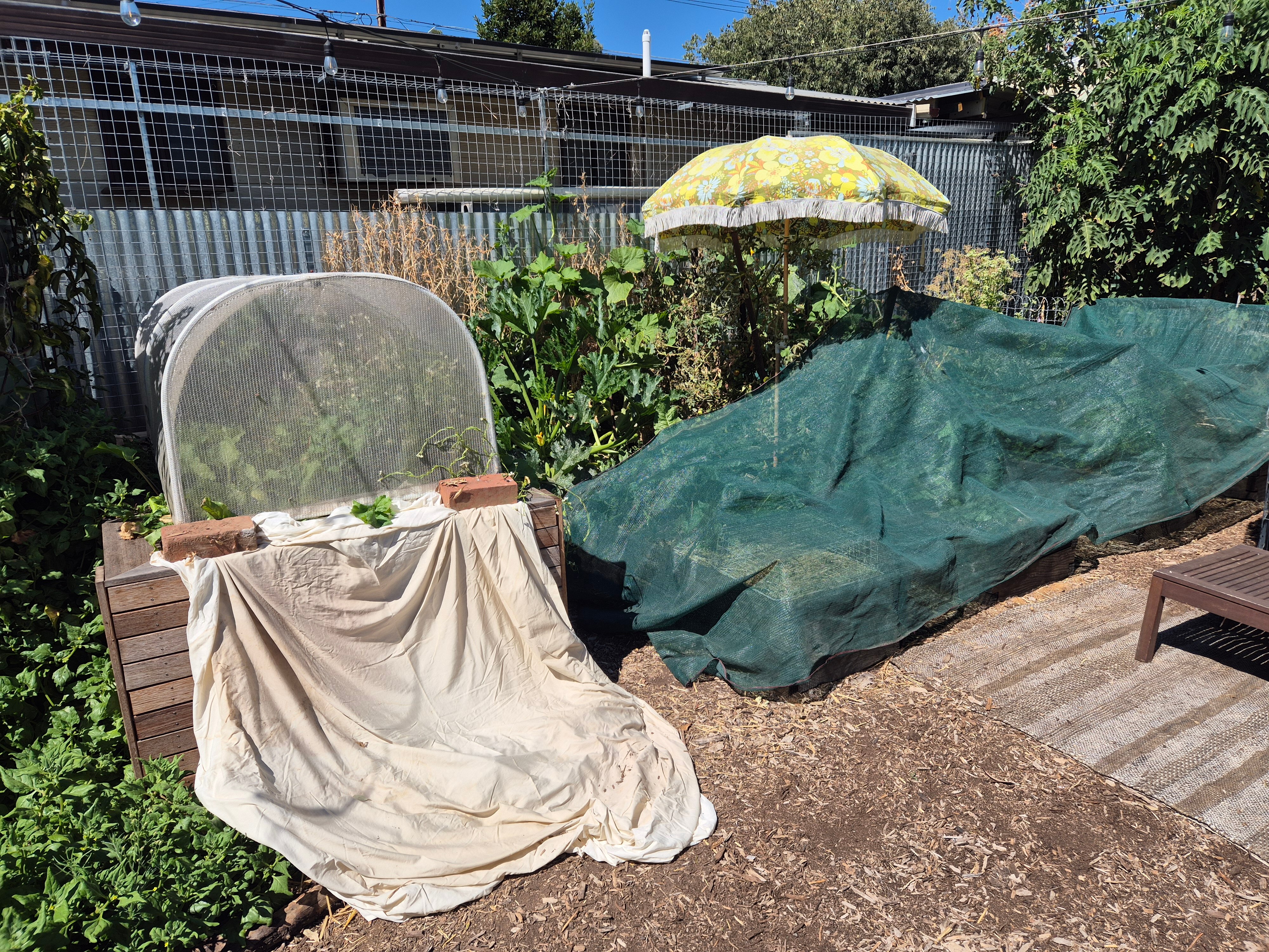 A backyard garden with plants sheltered by shade cloth, an old sheet and a beach umbrella.