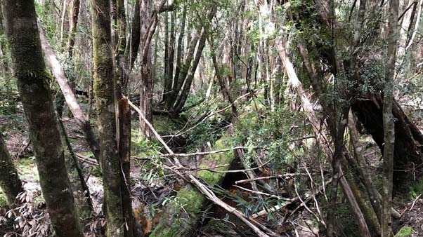 Dense bush in southern Tasmania