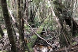 Dense bush in southern Tasmania