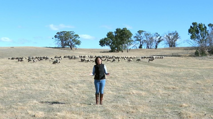 Female reporter stands in front of mob of sheep in paddock