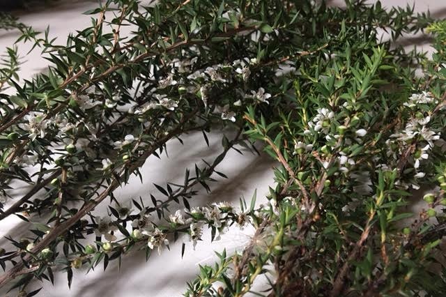 A photo of a jelly bush tea tree plant lying on a bench.