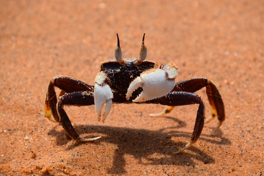 close up of a ghost crab on a beach