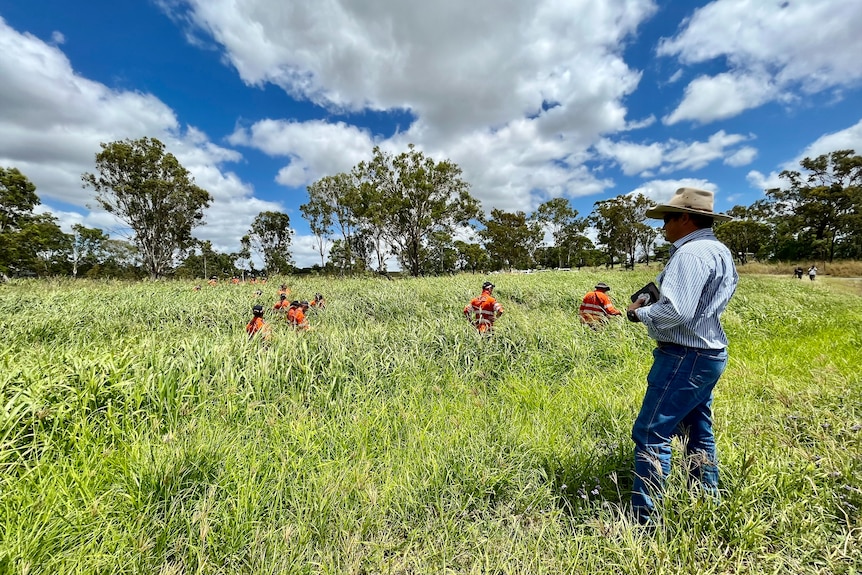 SES volunteers searching a paddock, with a detective standing in the foreground. 