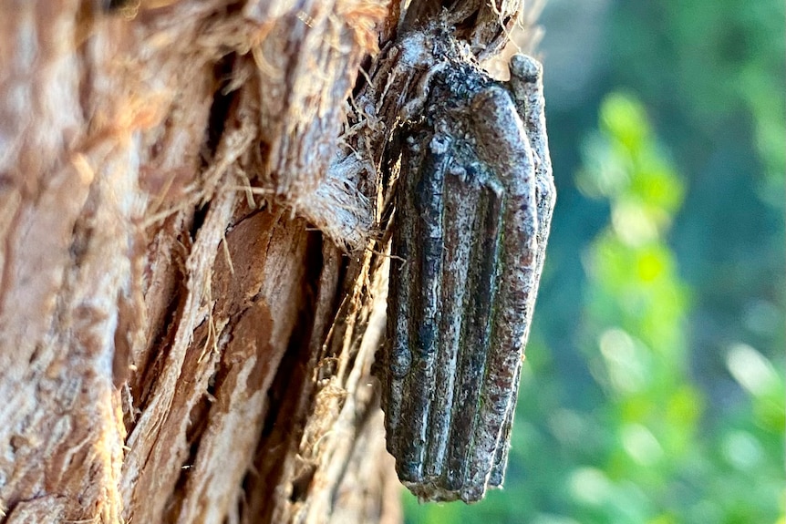 A moth enclosed in a cocoon on a tree trunk