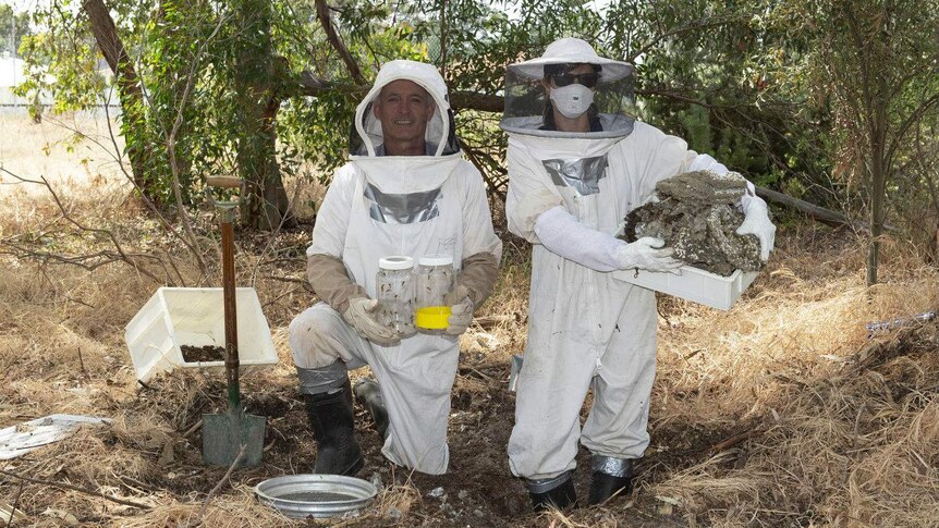 Two people in beekeeping suits standing in bushland.