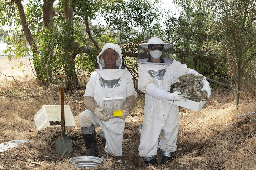 Two people in beekeeping suits standing in bushland.