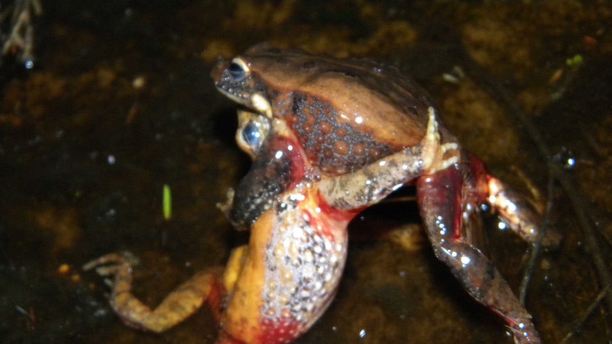 Two male quacking frogs fighting