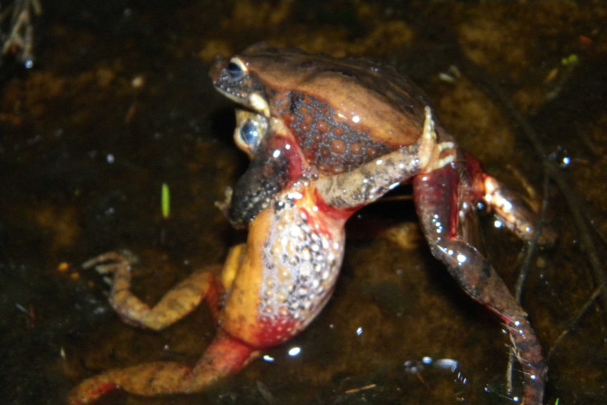 Two male quacking frogs fighting