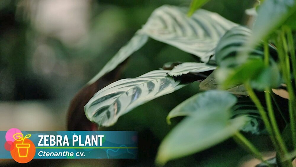 Root Cause - Gardening Australia