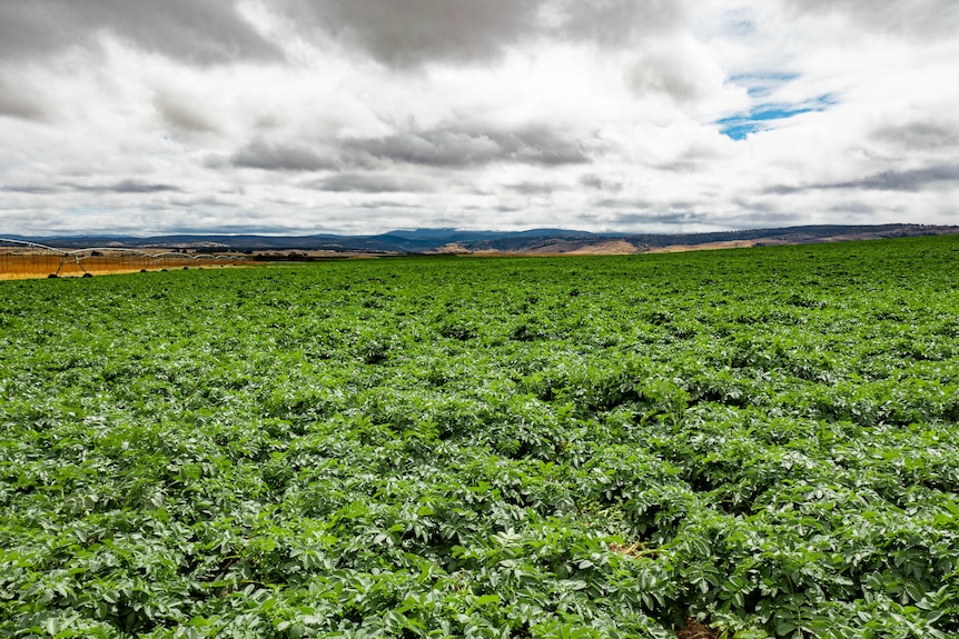 A green irrigated field stretches into the horizon, dry crops can be seen in the distance 