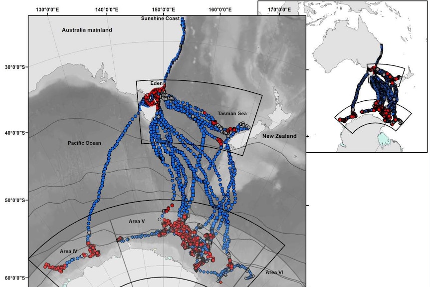 Tracking diagram shows the route of Australian humpbacks